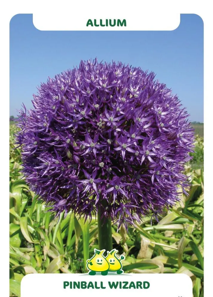 Allium 'Pinball Wizard'