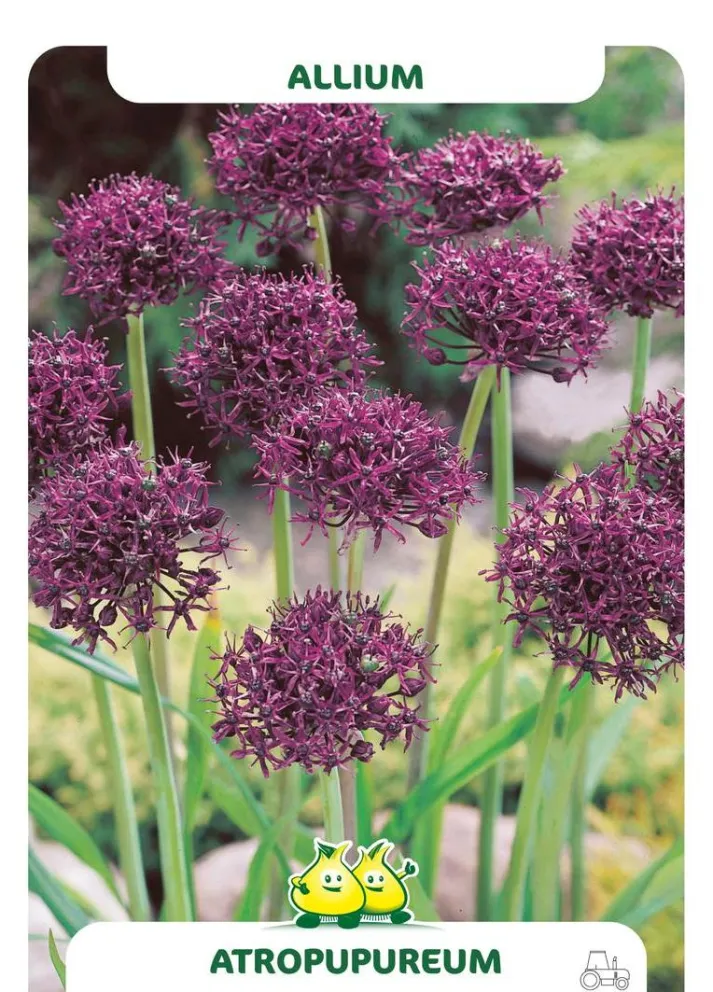 Allium atropurpureum