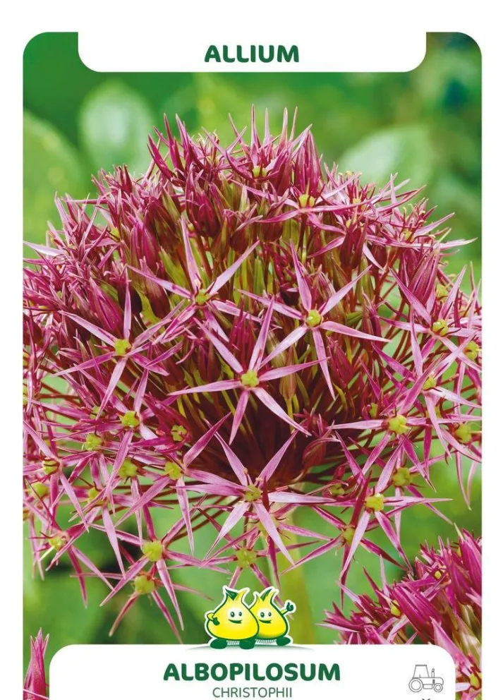 Allium christophii