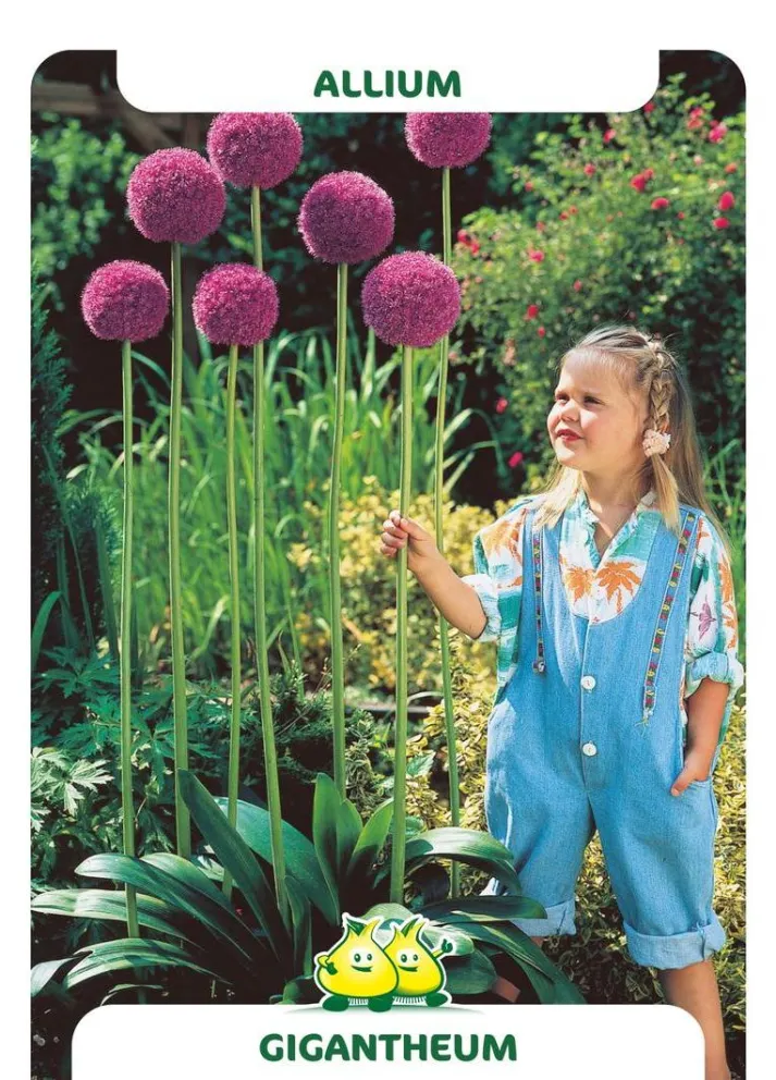 Allium giganteum