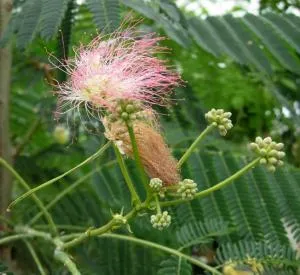 Albizia julibrissin 'Ombrella' ®