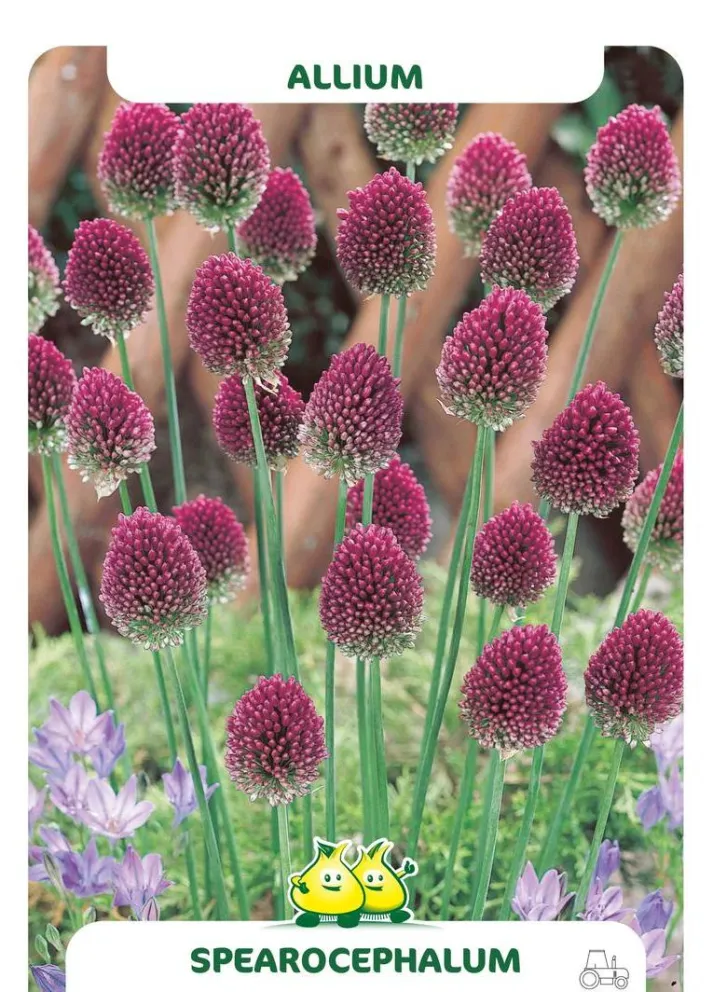 Allium sphaerocephalum