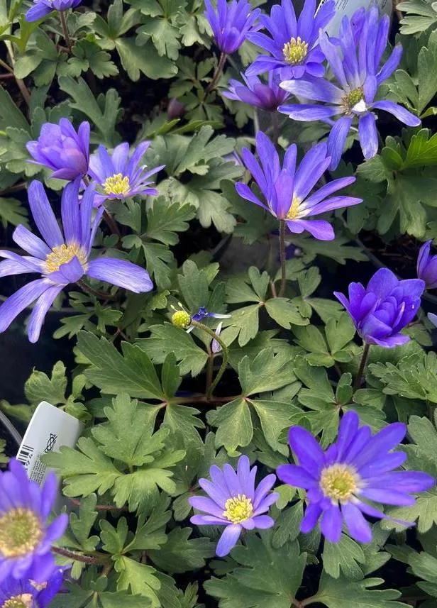 Anemone blanda 'Blue Shades'