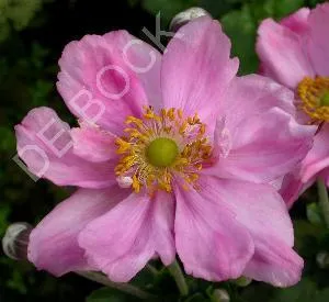 Anemone hybrida 'Köningin Charlotte'