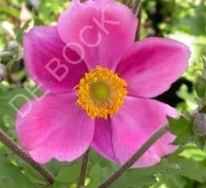 Anemone hybrida 'Rosenschale'