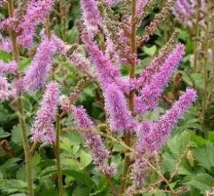 Astilbe chinensis 'Pumila'