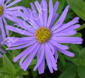 Aster frikartii 'Mönch'