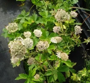 Astrantia major 'Shaggy'