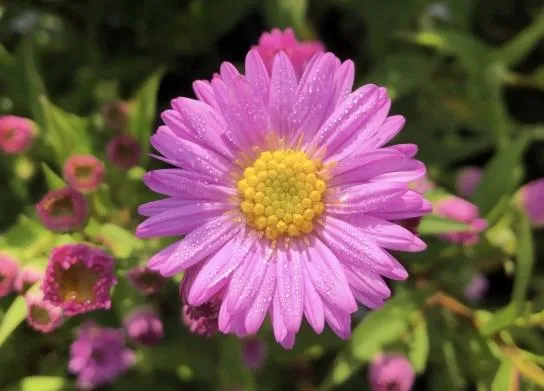 Aster novi-belgii 'Sarah Ballard'