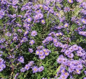 Aster novi-belgii 'Schöne von Dietlikon'