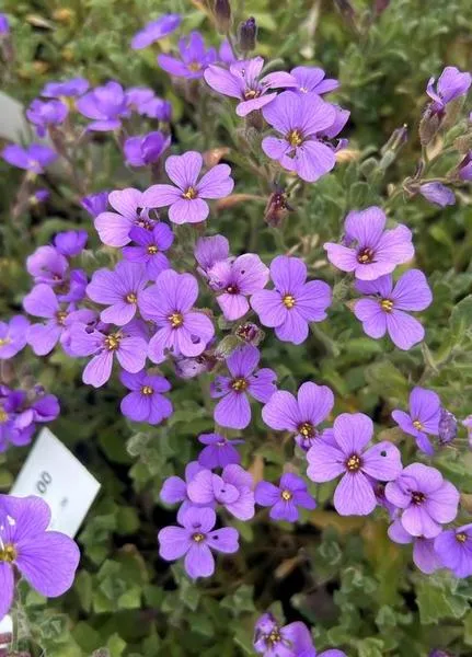 Aubrieta 'Cascade Blue'