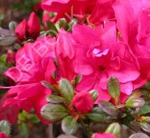 Azalea (J) 'Moederkensdag'