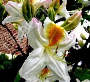 Azalea (KH) 'Persil'