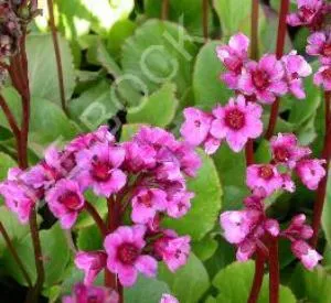 Bergenia 'Morgenröte'
