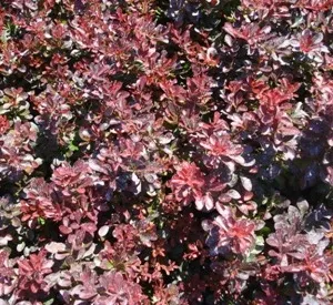 Berberis thunbergii 'Atropurpurea Nana'