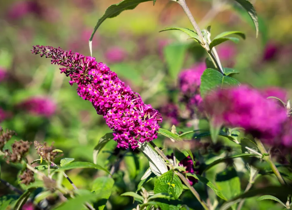 Buddleja davidii 'Miss Ruby' ®