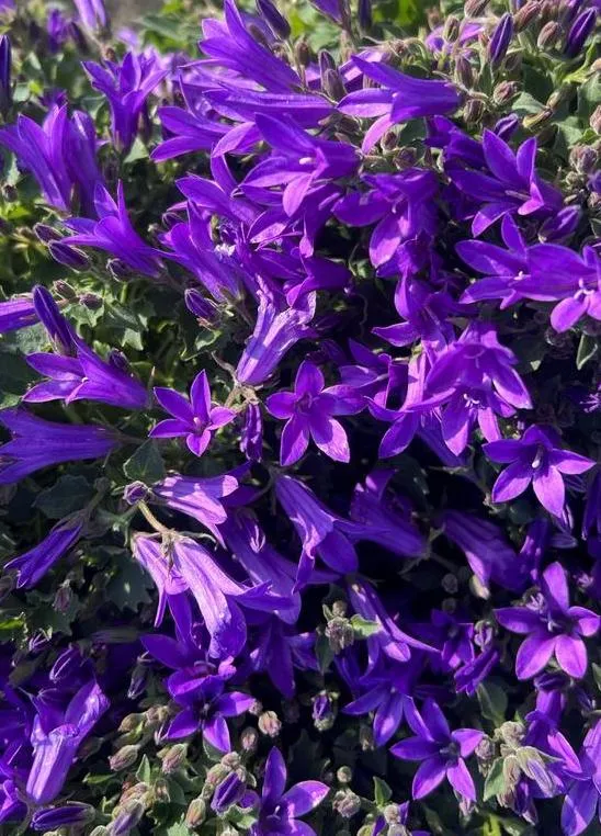 Campanula carpatica 'Kris'