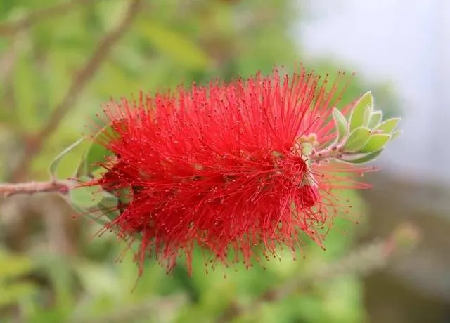 Callistemon citrinus 'Splendens'