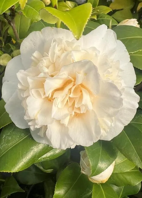 Camellia williamsii 'Jury's Yellow'