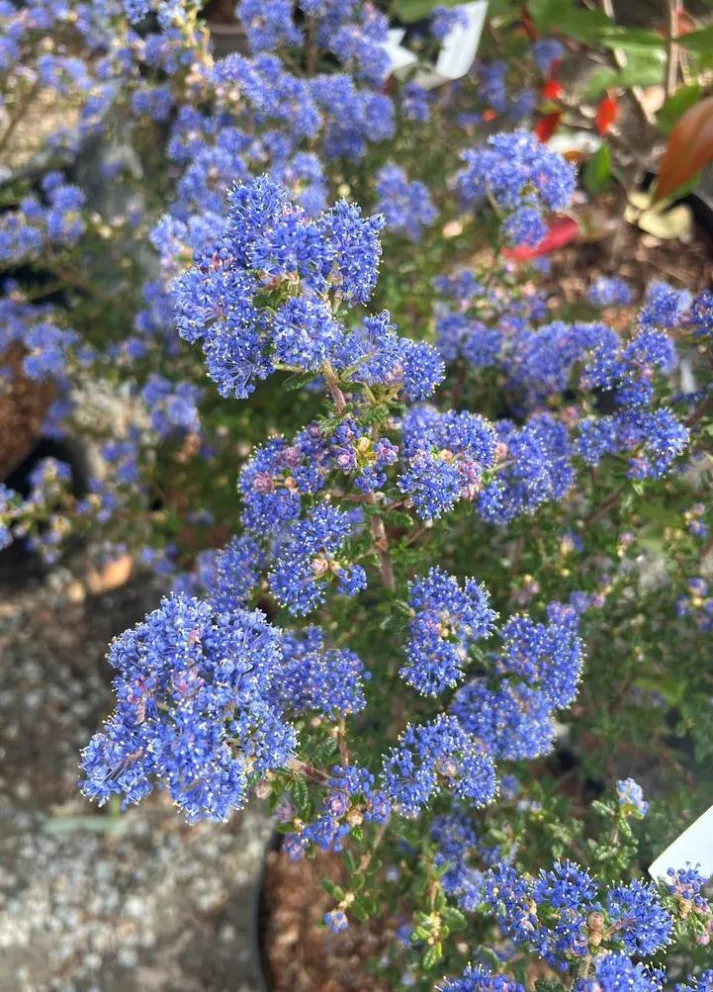 Ceanothus 'Puget Blue'