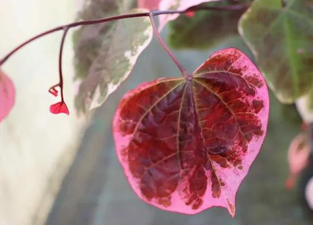 Cercis canadensis 'Carolina Sweetheart'