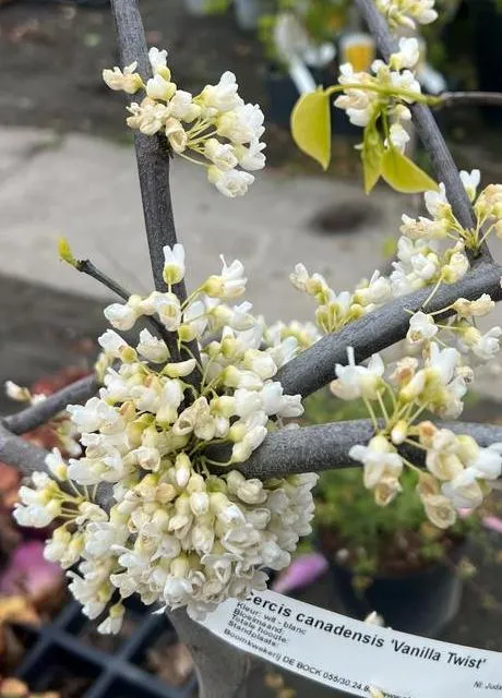 Cercis canadensis 'Vanilla Twist'