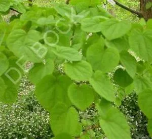 Cercidiphyllum japonicum