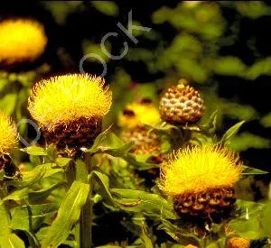 Centaurea macrocephala