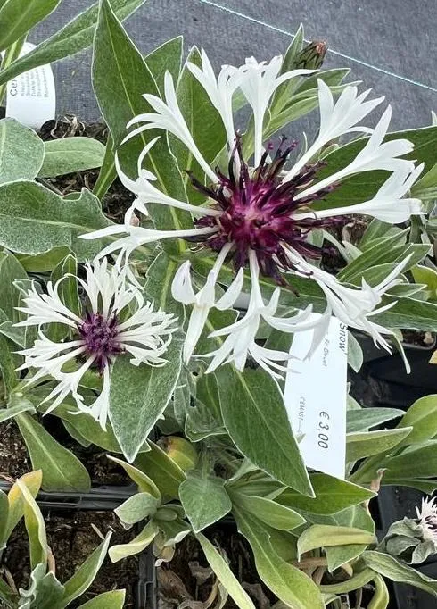 Centaurea montana 'Amethyst in Snow'