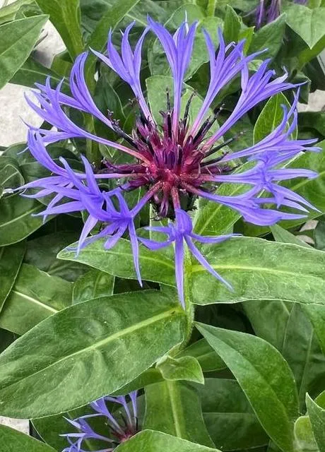 Centaurea montana 'Coerulea'