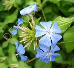 Ceratostigma willmottianum