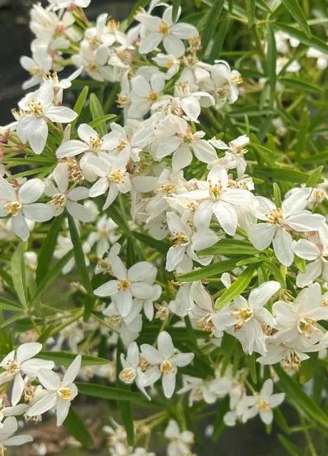 Choisya ternata 'Aztec Pearl'