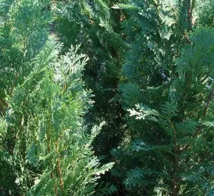 Chamaecyparis lawsoniana 'Columnaris'