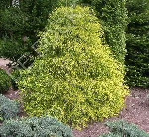 Chamaecyparis pisifera 'Filifera Aurea'