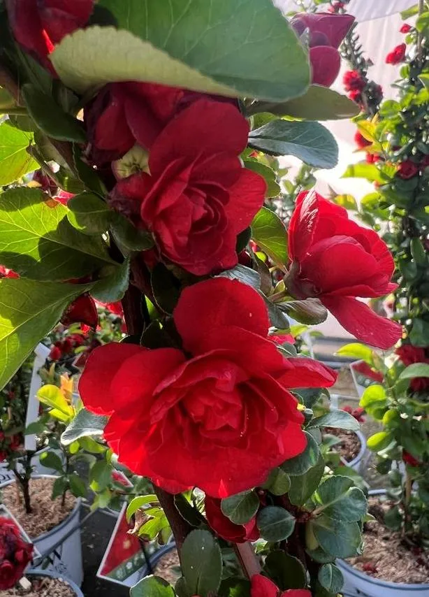 Chaenomeles speciosa 'Scarlet Storm'
