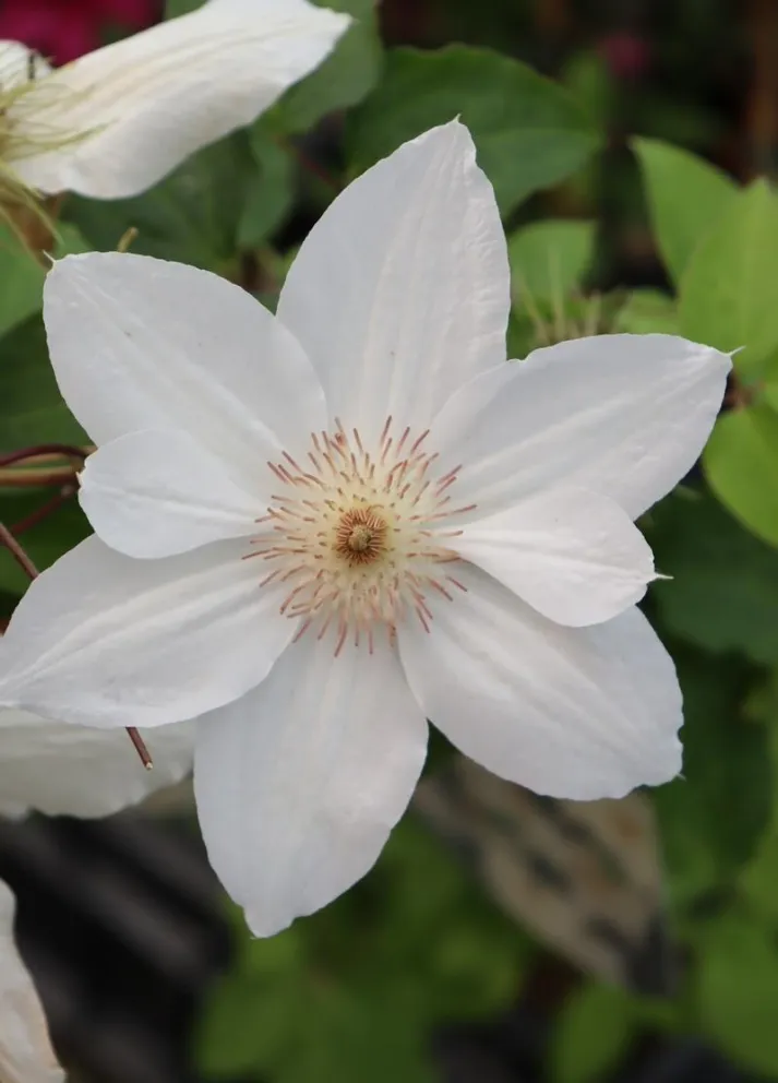 Clematis 'Mrs George Jackman'