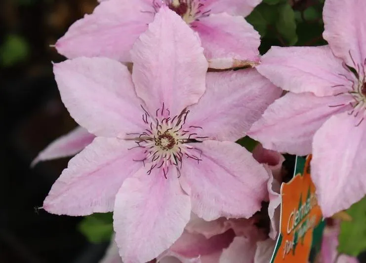 Clematis 'Pink Fantasy'