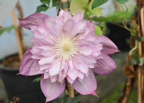 Clematis 'Proteus'