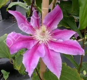 Clematis 'Dr Ruppel'