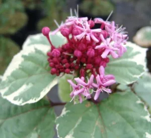 Clerodendrum bungei 'Pink Diamond'
