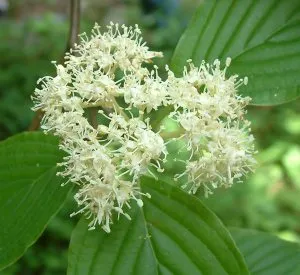 Cornus alternifolia
