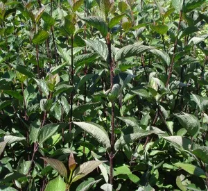 Cornus alba 'Kesselringii'