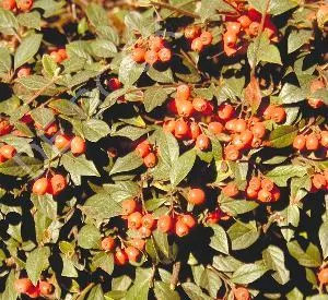 Cotoneaster franchetii