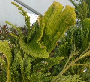 Cryptomeria japonica 'Cristata'