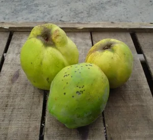 Cydonia oblonga 'Ekmek'