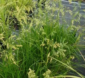 Deschampsia cespitosa 'Goldschleier'