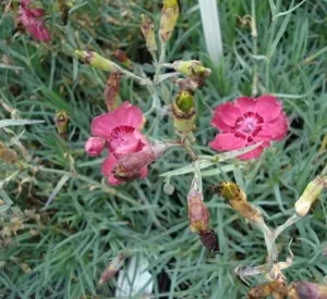 Dianthus gratianopolitanus 'Rotkäppchen'