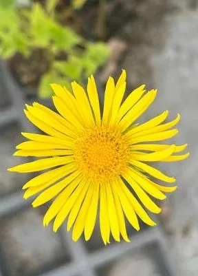 Doronicum orientale 'Leonardo Compact' ®