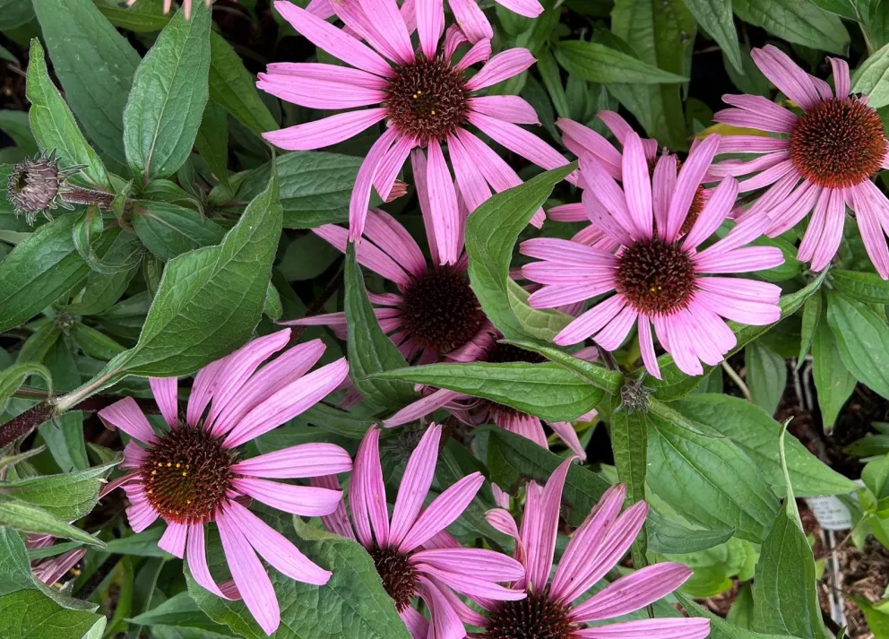 Echinacea purpurea 'Augustkönigin'