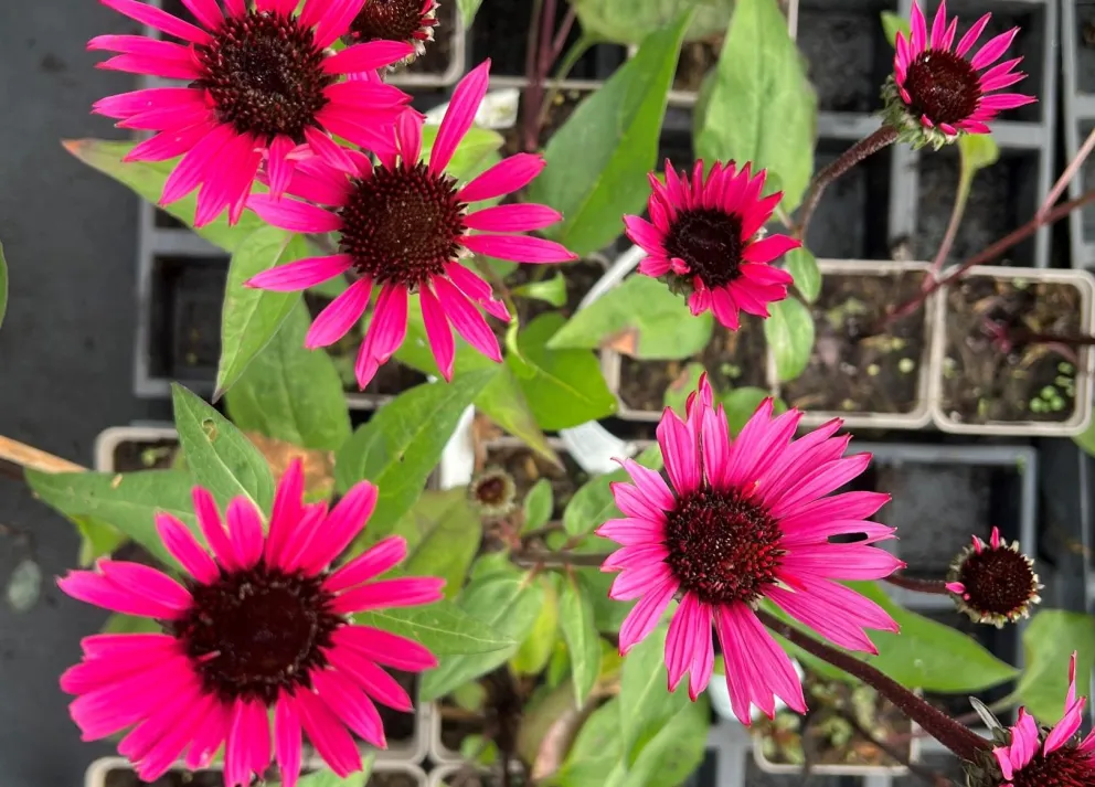 Echinacea purpurea 'Fatal Attraction' ®